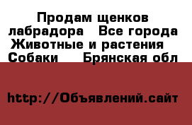 Продам щенков лабрадора - Все города Животные и растения » Собаки   . Брянская обл.